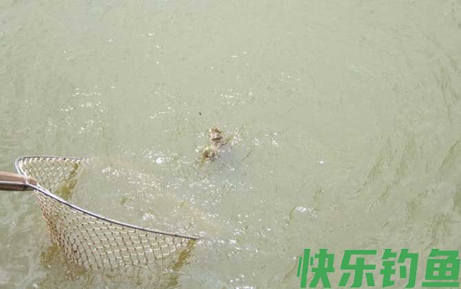钓甲鱼要离岸多远放钩？(图4)