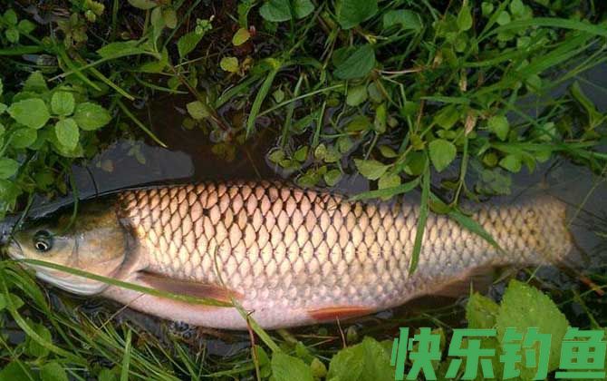 夏季钓草鱼技巧及注意事项(图2)
