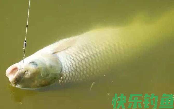 夏季钓草鱼技巧及注意事项(图3)