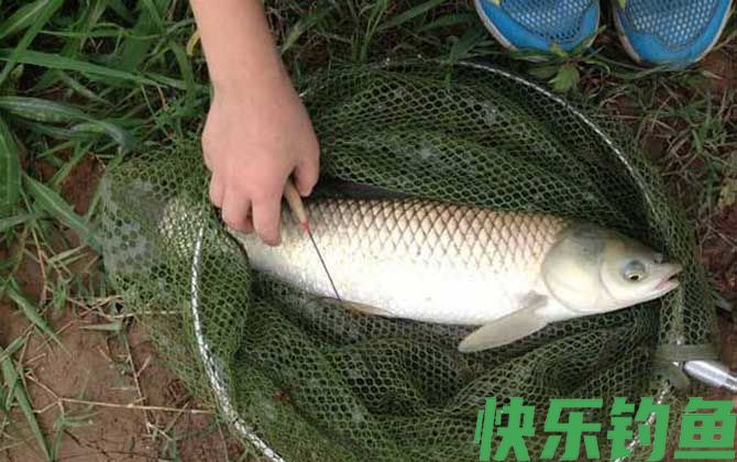 夏季钓草鱼技巧及注意事项(图5)
