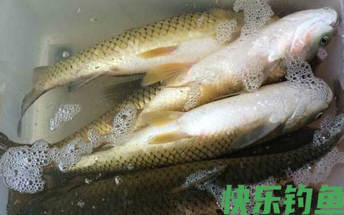 夏季钓草鱼技巧及注意事项(图8)
