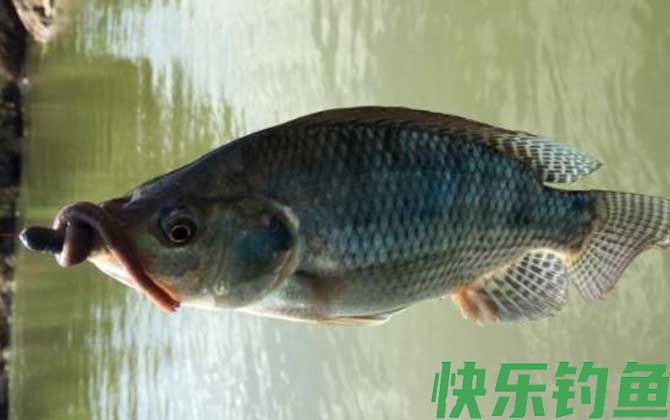 怎样钓罗非鱼容易上钩？(图2)