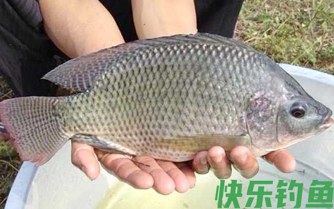 怎样钓罗非鱼容易上钩？(图3)