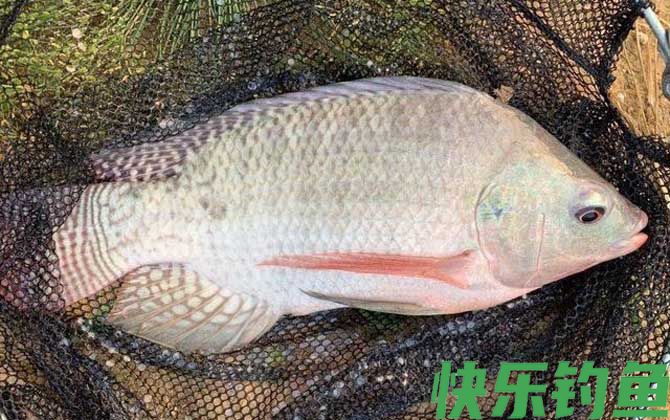怎样钓罗非鱼容易上钩？(图4)