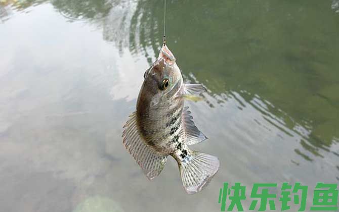 怎样钓罗非鱼容易上钩？(图6)
