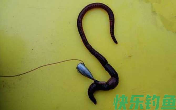 蚯蚓野钓为什么没有鱼吃？(图5)