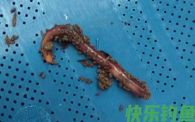 蚯蚓野钓为什么没有鱼吃？(图4)