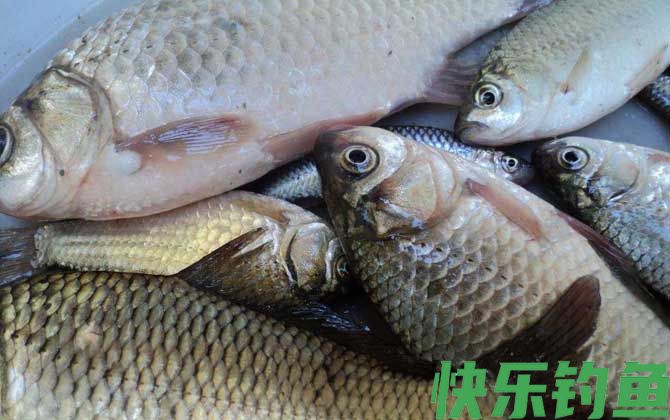 冬季水库野钓鲫鱼水深多少？(图3)