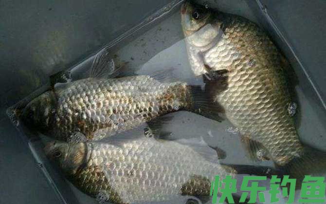 冬季水库野钓鲫鱼水深多少？(图4)