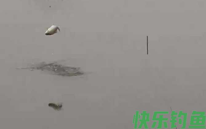 冬季钓鱼钓深水还是浅水？(图3)