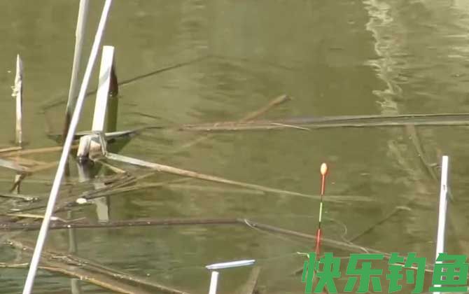 下雨前钓鱼好不好钓？(图1)