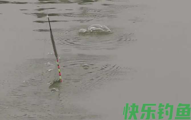 下雨前钓鱼好不好钓？(图2)