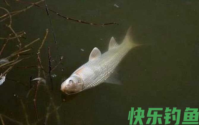 晚上怎样钓土鲮鱼最好?(图2) 晚上怎样钓土鲮鱼最好?(图2)
