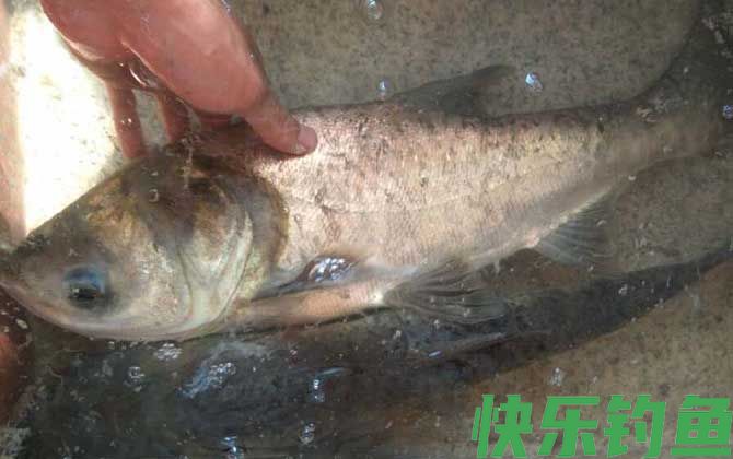 钓大头鱼的最佳深度是多少？(图4)