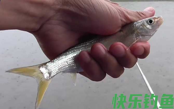 钓鲴鱼的方法和技巧(图2)
