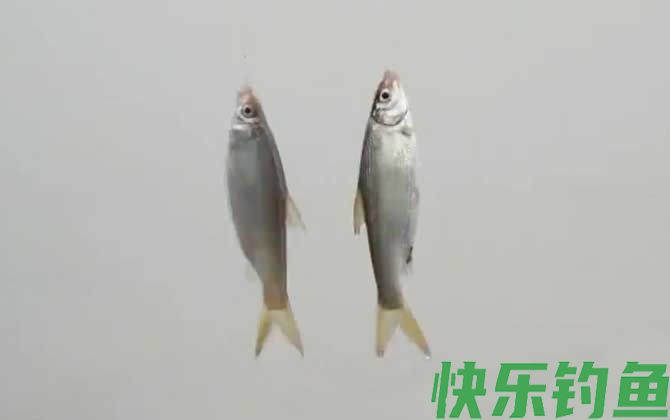 钓鲴鱼的方法和技巧(图5)