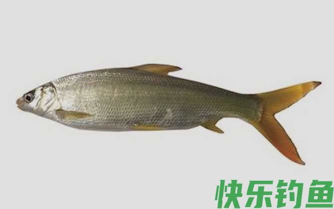 钓鲴鱼的方法和技巧(图3)