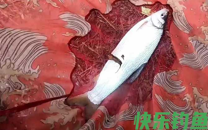 钓鲴鱼的方法和技巧(图4)