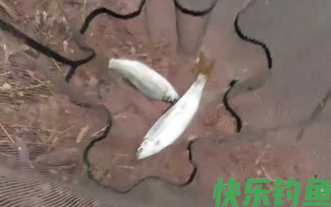 钓鲴鱼的方法和技巧(图7)