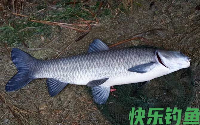 冬季钓青鱼的技巧和方法(图3)