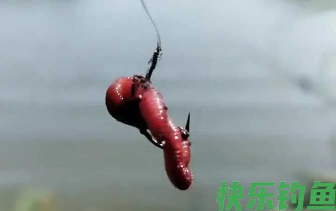 野钓用蚯蚓钓底还是钓浮？(图3)
