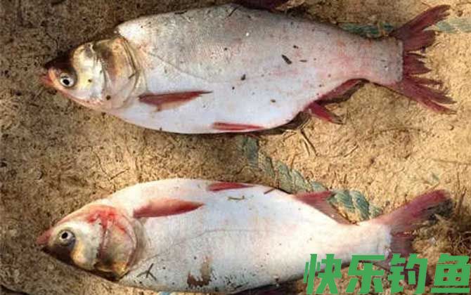 浮钓鲢鳙技巧及注意事项(图1)