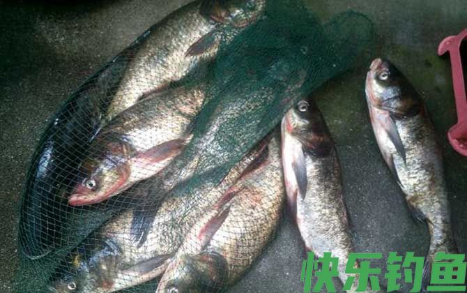 浮钓鲢鳙技巧及注意事项(图5)