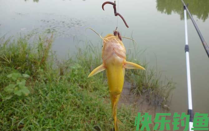野钓调漂调几钓几最好？(图1)