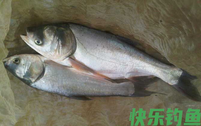 春季钓鲢鱼技巧大全(图2)