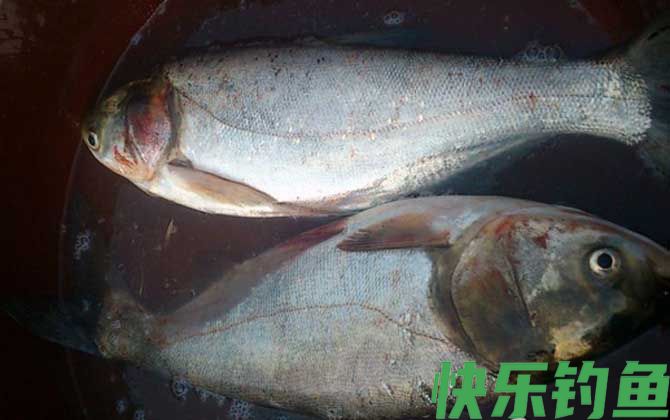 春季钓鲢鱼技巧大全(图5)