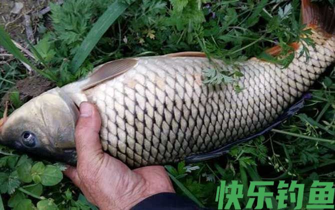 下雨天钓鱼钓底还是钓浮？(图3)