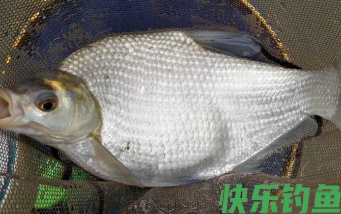 气压1015适合钓鱼吗？(图1)