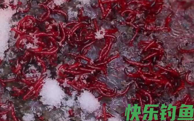 红虫野钓调漂调几钓几最好？(图1)