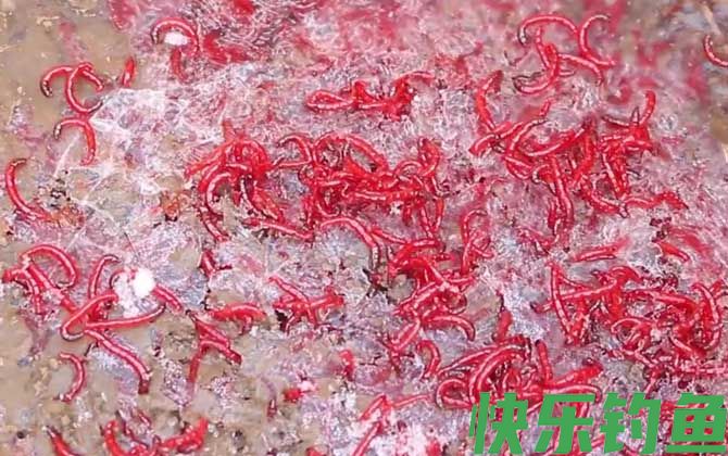 红虫野钓调漂调几钓几最好？(图2)