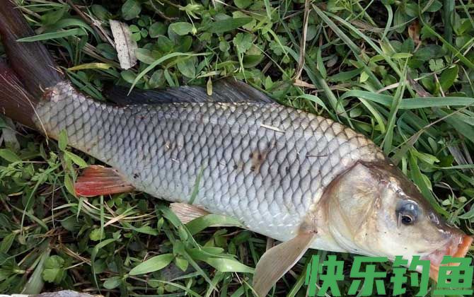怎样钓鱼才能使鱼快速上钩？(图2)