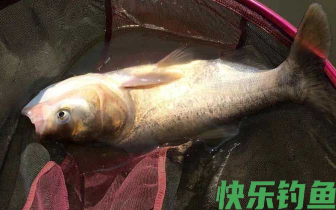 黑坑钓鲢鳙什么时间最好？(图1)