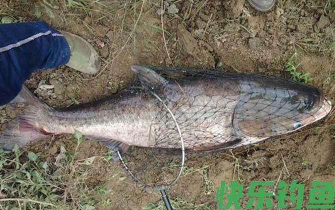 春天钓鲢鳙的最佳时间(图4)
