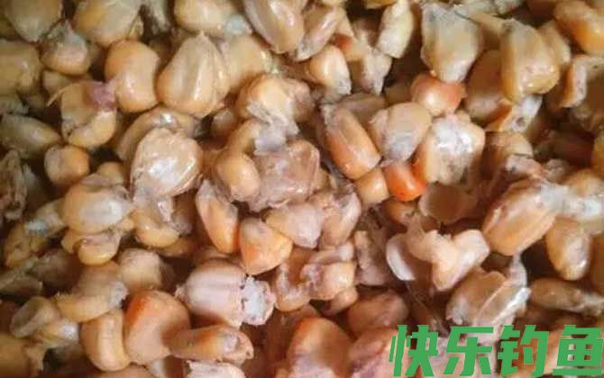 挂玉米钓鱼正确方法及技巧(图2)