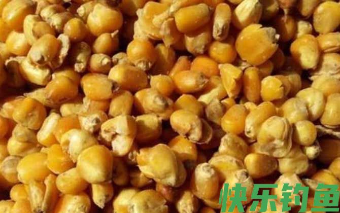 挂玉米钓鱼正确方法及技巧(图5)