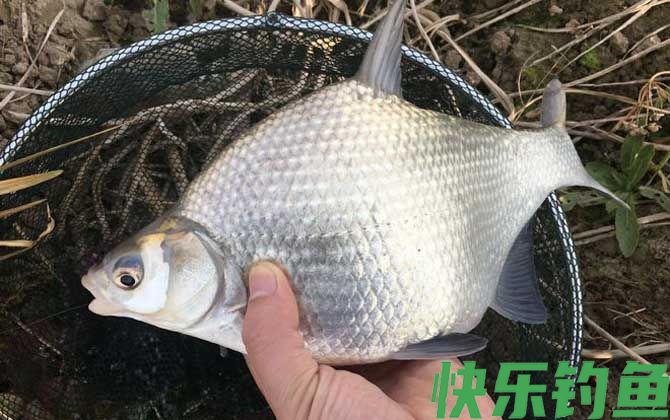 冬天一般钓什么鱼？(图4)