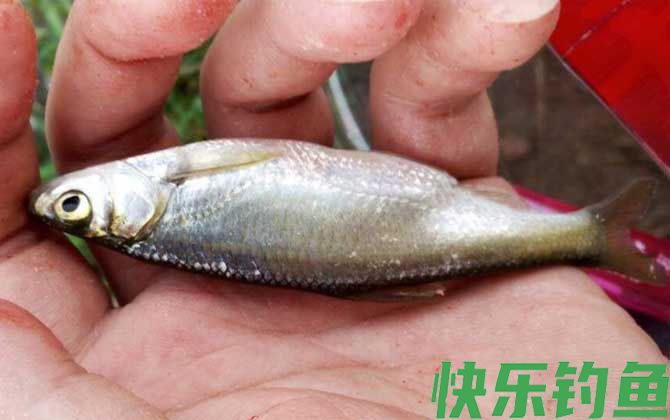 冬天一般钓什么鱼？(图6)
