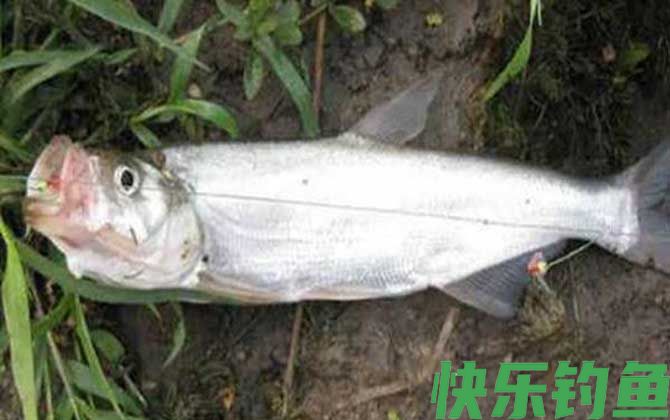 冬天一般钓什么鱼？(图5)