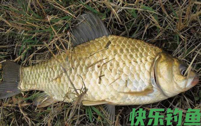 春天如何野钓大鲫鱼？(图2)