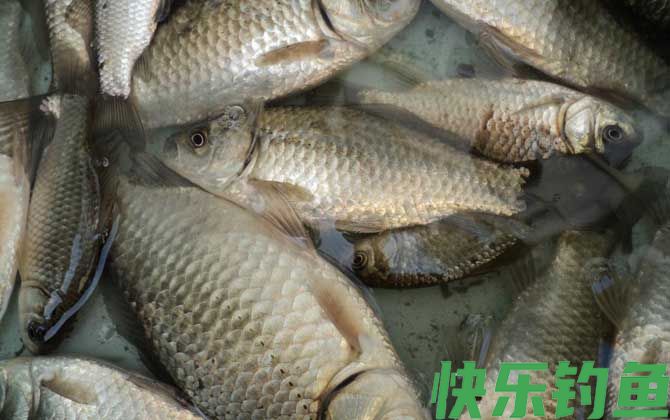春天如何野钓大鲫鱼？(图6)