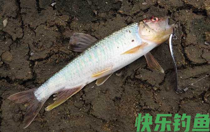 为什么很多人放弃路亚？
