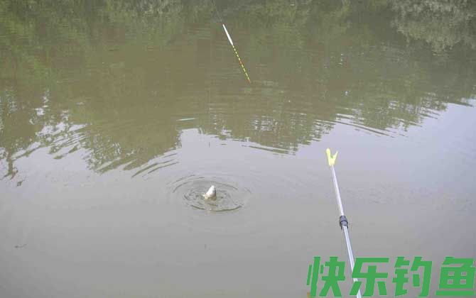 传统钓和台钓哪个好？(图1)