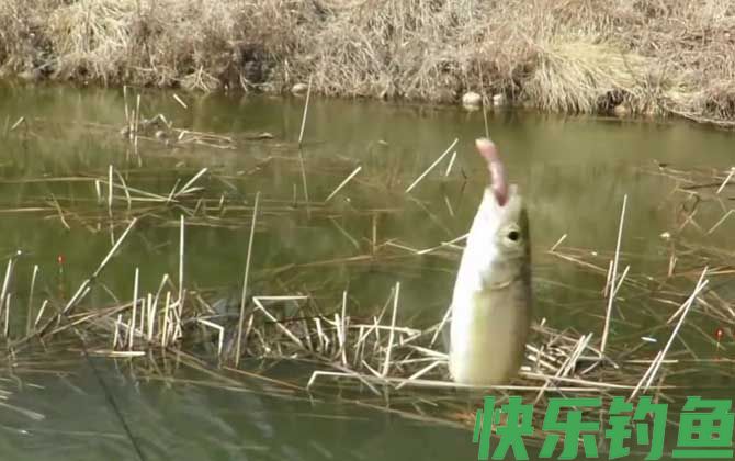 台钓和传统钓哪个最适合野钓？(图2)