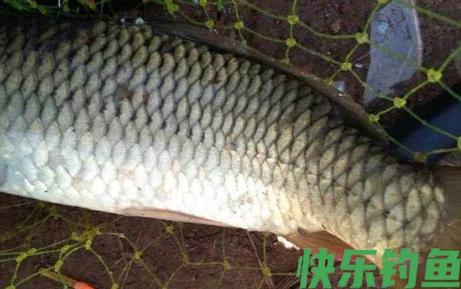 钓鲤鱼用传统钓好还是台钓好？(图2)