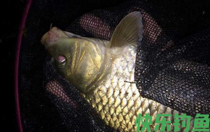 钓鲤鱼用传统钓好还是台钓好？(图3)
