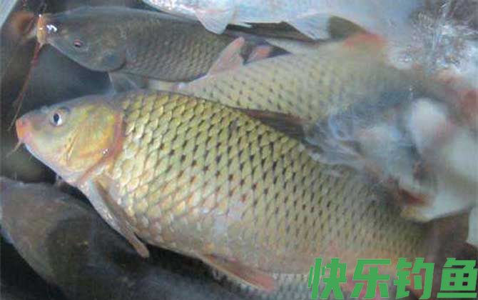 钓鲤鱼用传统钓好还是台钓好？(图4)